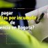 Los infractores que desacaten las medidas sanitarias en época de cuarentena pueden ser multados hasta con $936.320.